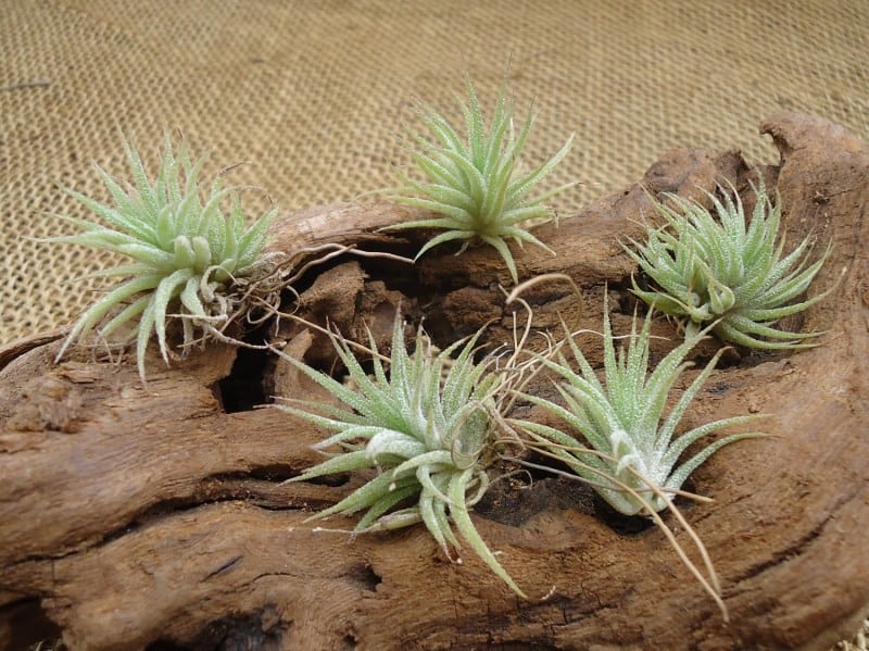 5 mini air plants from Etsy shop CTS Airplants