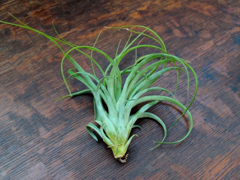 A Brachycaulos Green air plant from Air Plant Design Studio