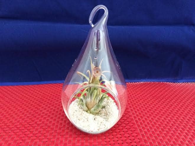Glass raindrop air plant terrarium from Etsy shop Succulent Oasis