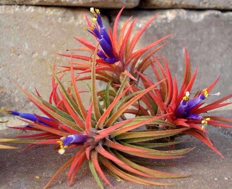 Iona air plants from Twisted Acres