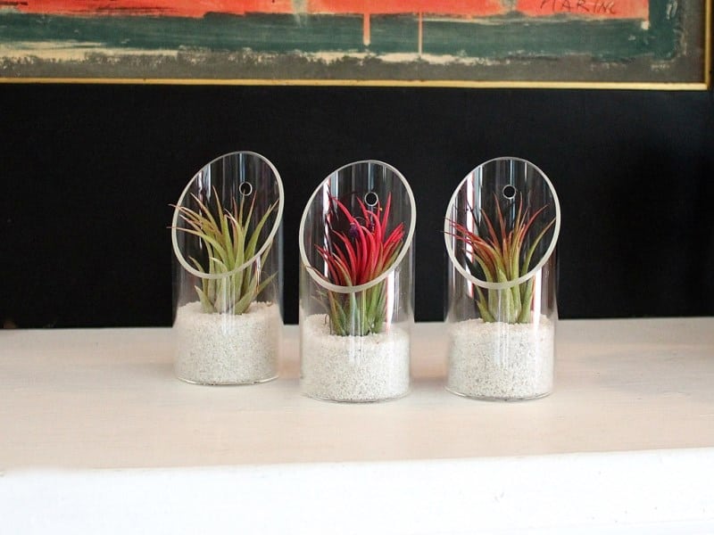 Ionantha air plant kit from Air Plant Design Studio