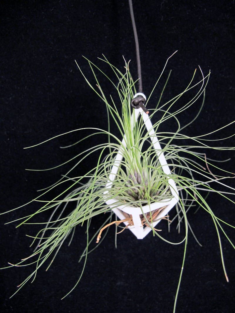 Prism-style air plant planter from Etsy shop Rumple.co