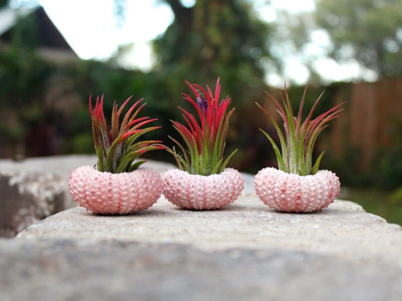Sea urchin air plant kit from Air Plant Design Studio