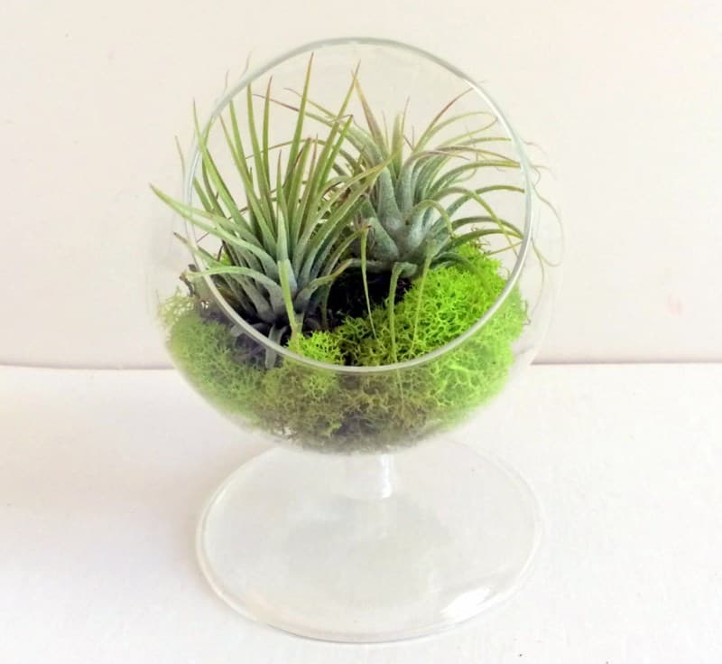 Standing air plant terrarium from Twisted Acres