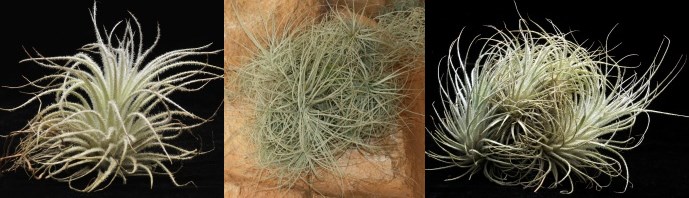Tectorum for sale from Just Airplants Where To Buy Air Plants Online