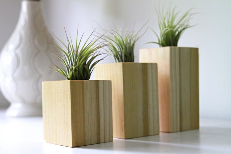 Wood block air plant holders from Etsy shop Gems of the Soil